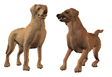 2 cani.gif